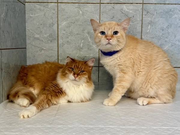 Gentle nutrition for weakened cats. Support the fundraiser for pouches!