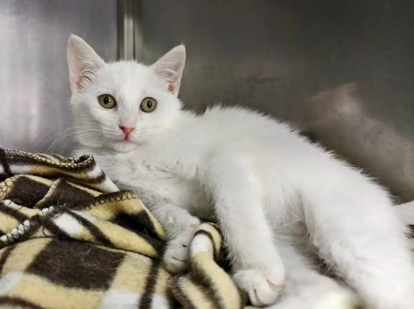 Help the shelter cats get tested!