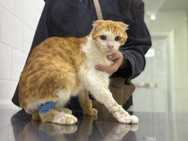 Бездомному коту Эльфу нужно пройти лечение и удалить новообразования!