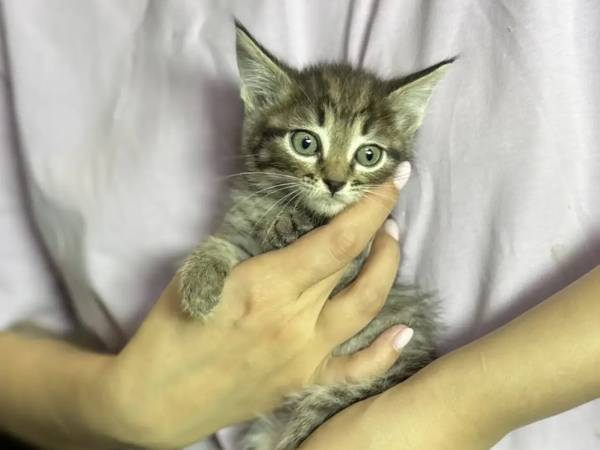 Collection for wound-healing gels and bandages for furry charges
