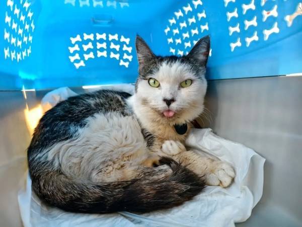 Help purchase vaccines for shelter cats