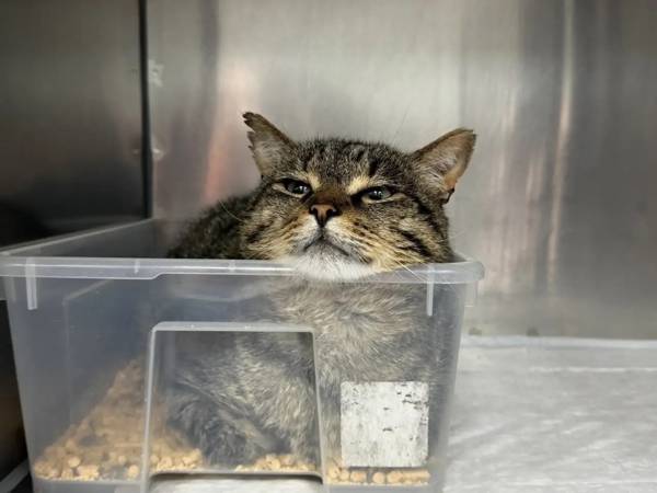 Help us purchase anthelmintic for cats!