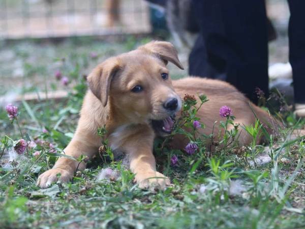 Help purchase pest control products for the shelter's residents