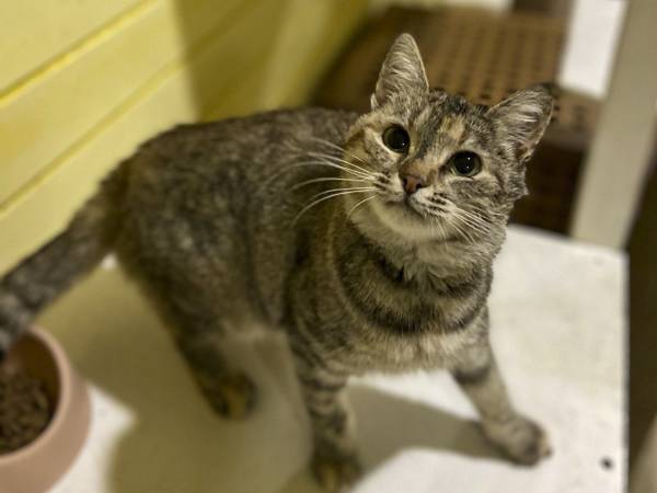 Mona the stray cat needs dental surgery!