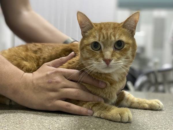 Бездомному коту Чижику нужна операция по удалению зубов!