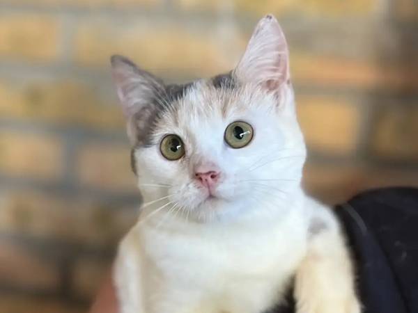 Donate to the fundraiser for sterilization of stray cats