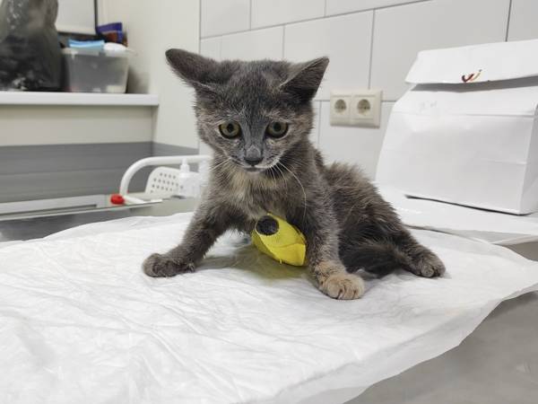Котенку Юкки нужно лечение в стационаре клиники, чтобы спасти лапу