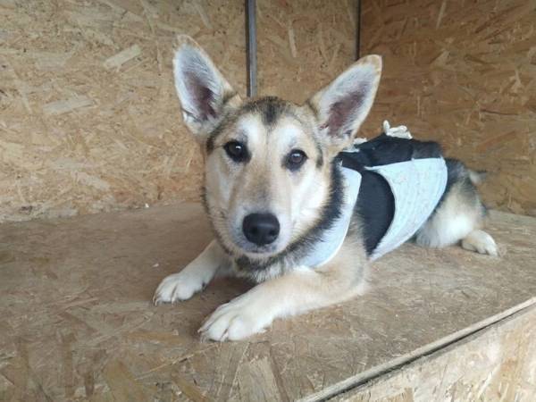 We will help to sterilize 20 homeless animals!