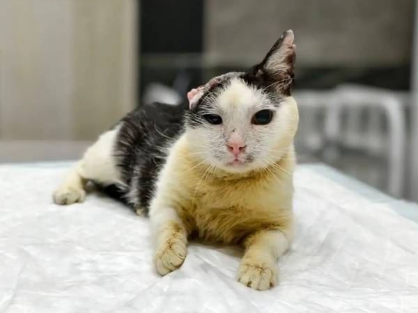 Help us settle the bill for Lampochka and Midia's treatment