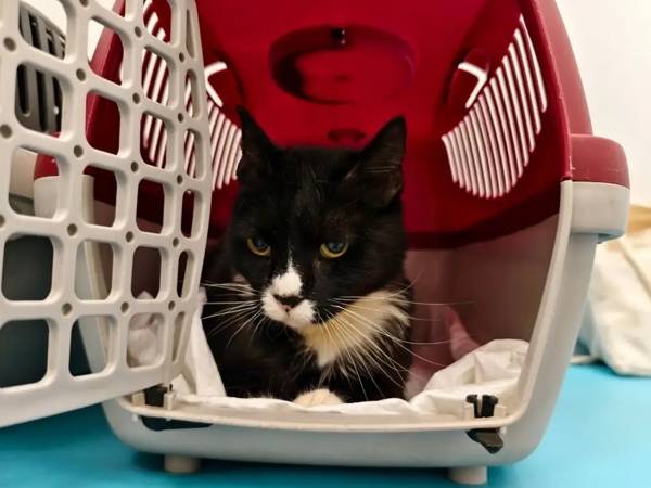 Torsher lost an ear — help close the surgery bill