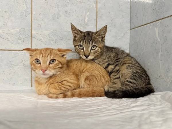 Help buy vaccines for cats!