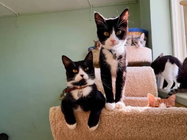 Help buy food for kittens!