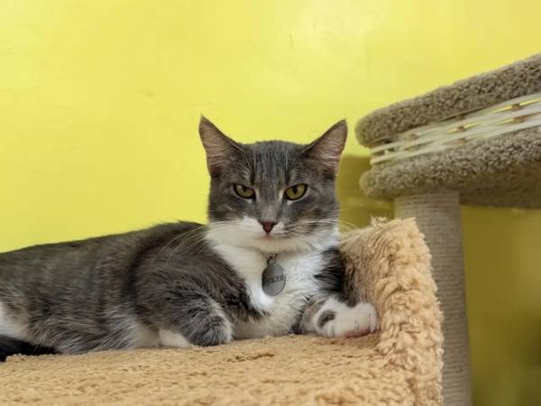 Help purchase steam cleaners for the shelter!