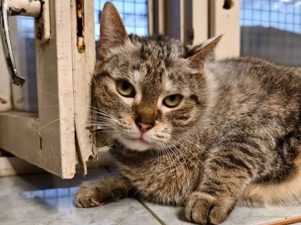 Food for preventing FLUTD in shelter cats. Help us purchase it!