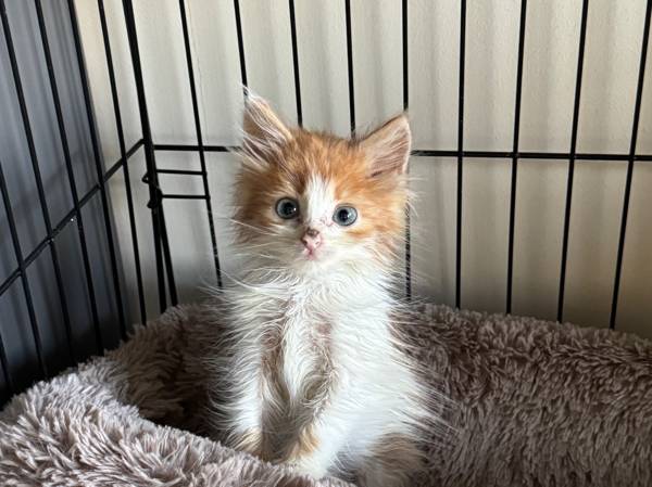 Help the homeless kitten Kuzma and his friends with special food and medical treatment