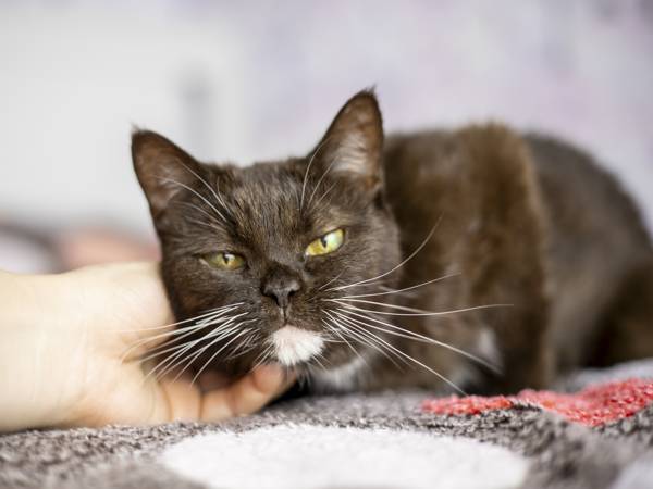 Stray cat Basia needs to have a tumor removed!