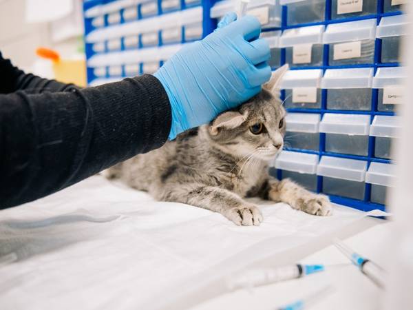 Help the foundation purchase vaccines to protect cats from the shelter from infections