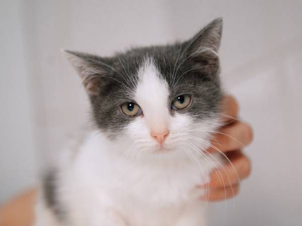 Kitten Naggets has an old spinal injury, please help the foundation cover the cost of repeated medical examinations