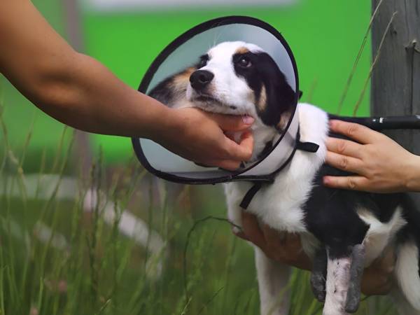 Help buy food for Matthew and other shelter dogs