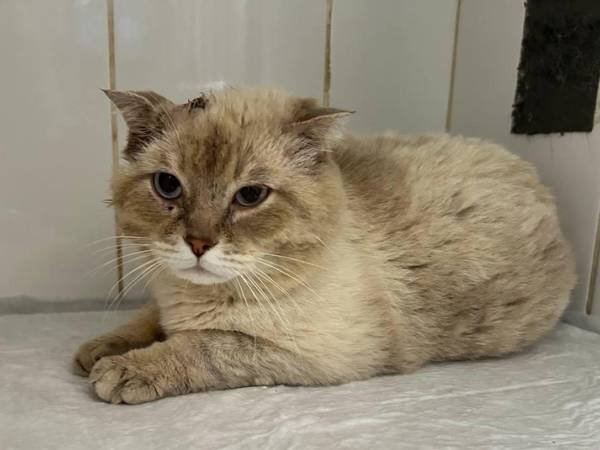 Help purchase painkillers for the shelter's animals