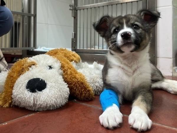 After surgeries, the tails need help! We are collecting funds for recovery suits, collars, and diapers