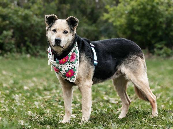 The dog from the Muha shelter needs to undergo a preoperative examination