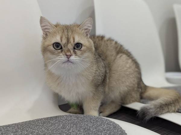 Stray cats Ivanka and Tvorojok need to have CT scans