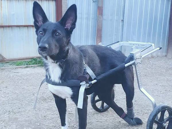 Help Vestochka recover. This paralyzed dog needs a temporary foster home with medical care
