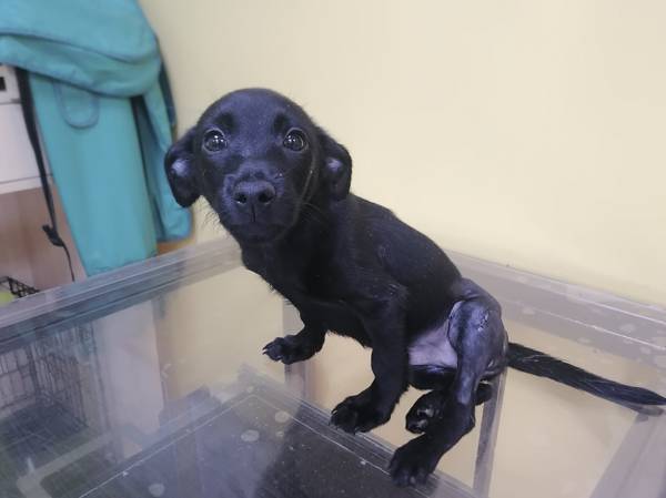 A stray puppy Baby needs to stay in the hospital after surgery