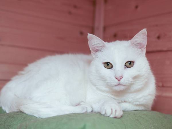 A cat from the Blondie shelter needs to be examined in order to receive treatment