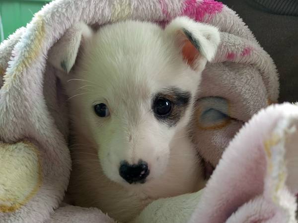Please help purchase balanced food for 14 puppies