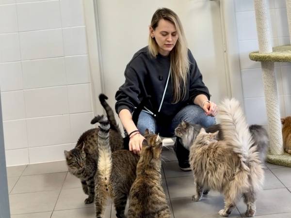 Fundraising for the vaccination of 30 cats and kittens at the shelter