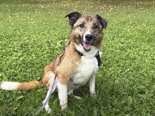 Stray dog Tea needs a hospital after surgery