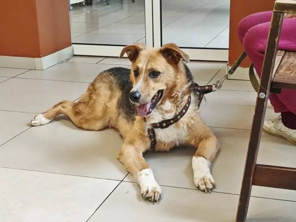 The shelter dog Druzhok needs to undergo a medical examination in order to prescribe treatment.