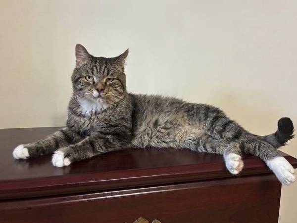 The stray cat Akito needs to undergo an examination in order to make a diagnosis