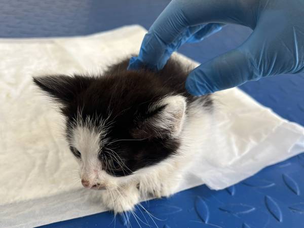 Support the fundraising for training those who save the lives of pets!
