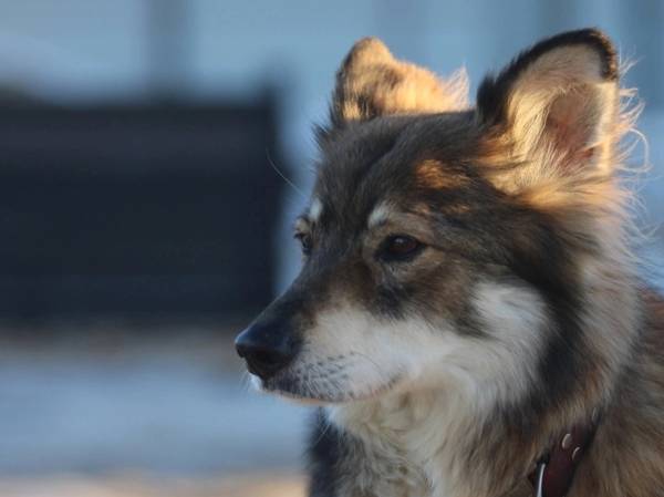 The shelter dog Pifa has three stones in her stomach. Tubers, please help pay for the surgery.