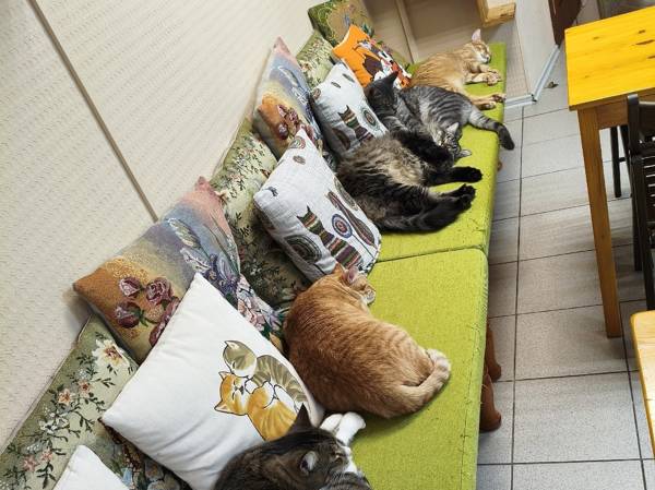 Help four cats to pay for their check-ups and treatment