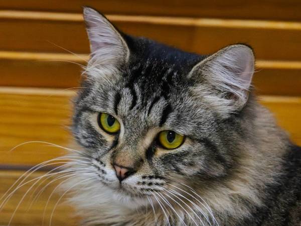 The shelter cat Rys needs help fighting a tumor. Please help cover the cost of a CT scan.