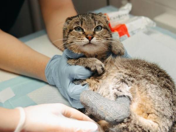 Please help replenish the supply of bandage plasters at the shelter.