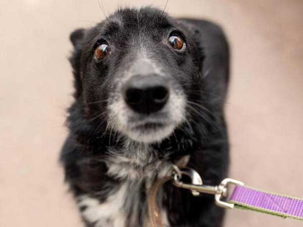 Help provide the shelter's wards with therapeutic nutrition.