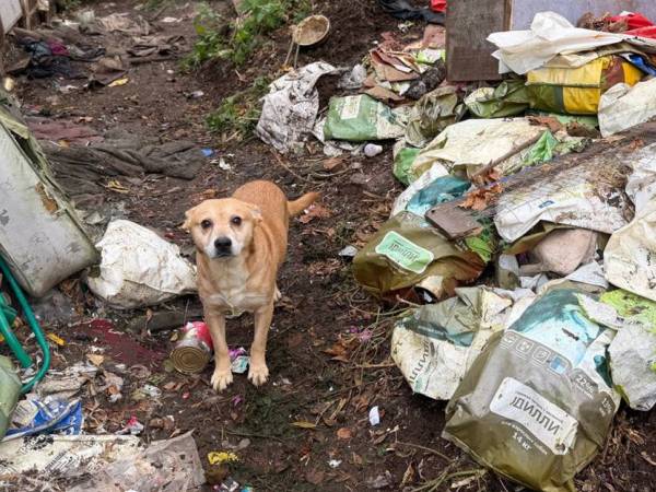 Rescuing dogs from Kaluga: let's support the shelters that have taken in the affected animals
