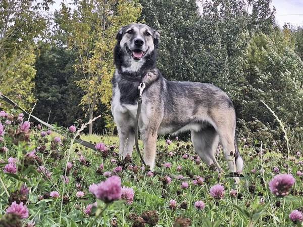 The shelter dog Serzh needs surgery!