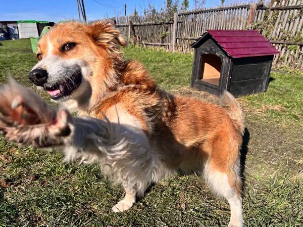 Let's help build an enclosure for elderly dogs at the shelter!