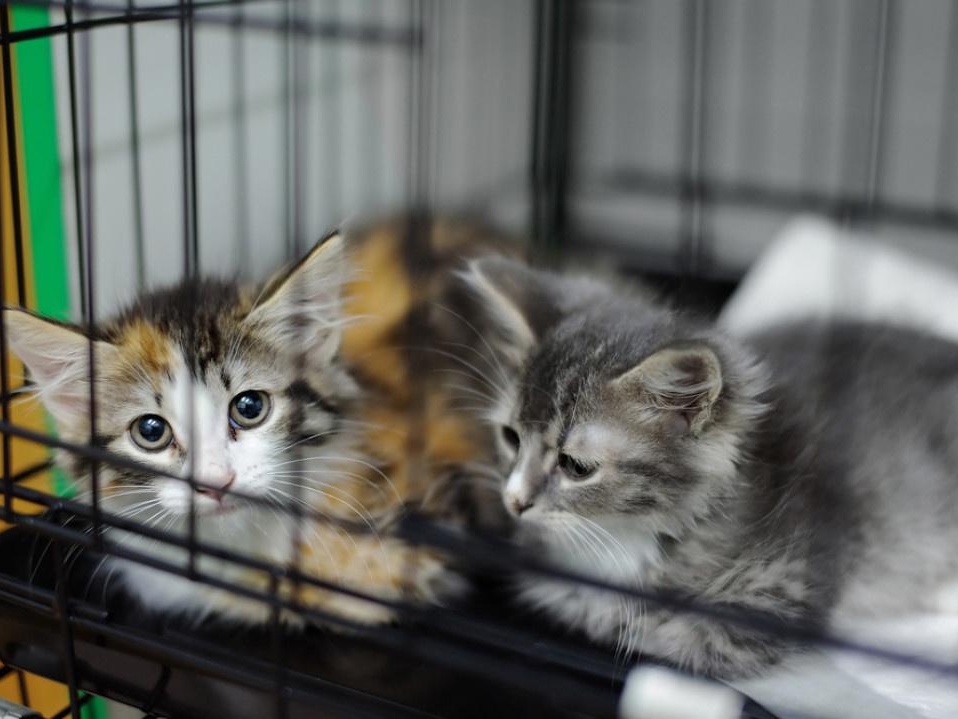 Volunteers need cages for the transfer and transportation of cats and dogs!