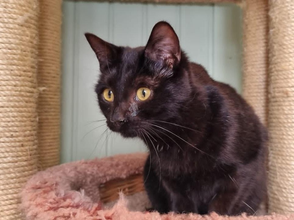 Piktusin's cat needs to be examined