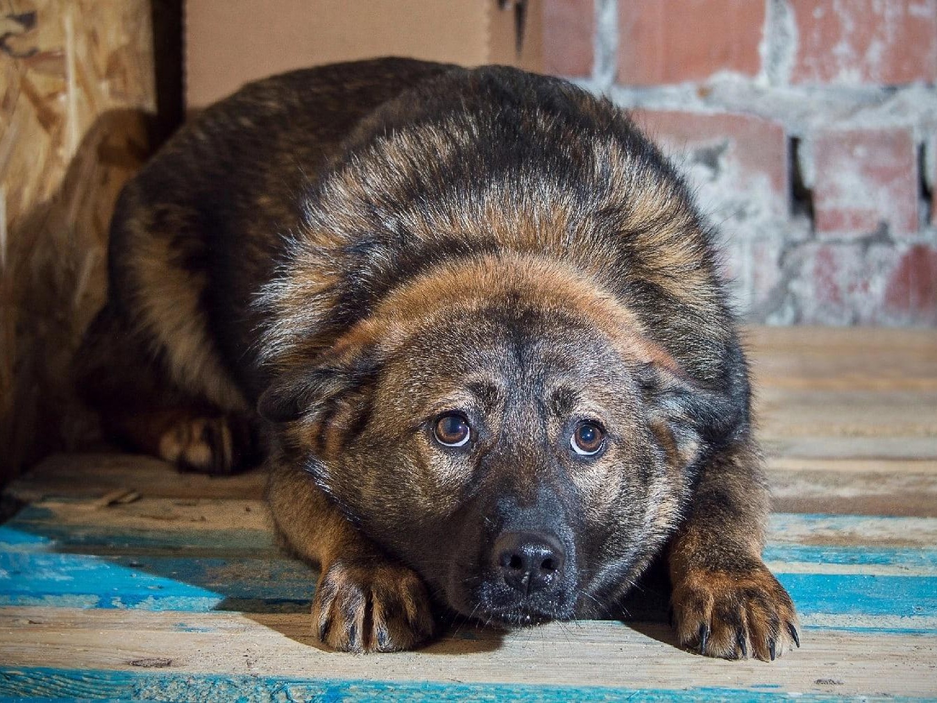 Homeless animals need food!