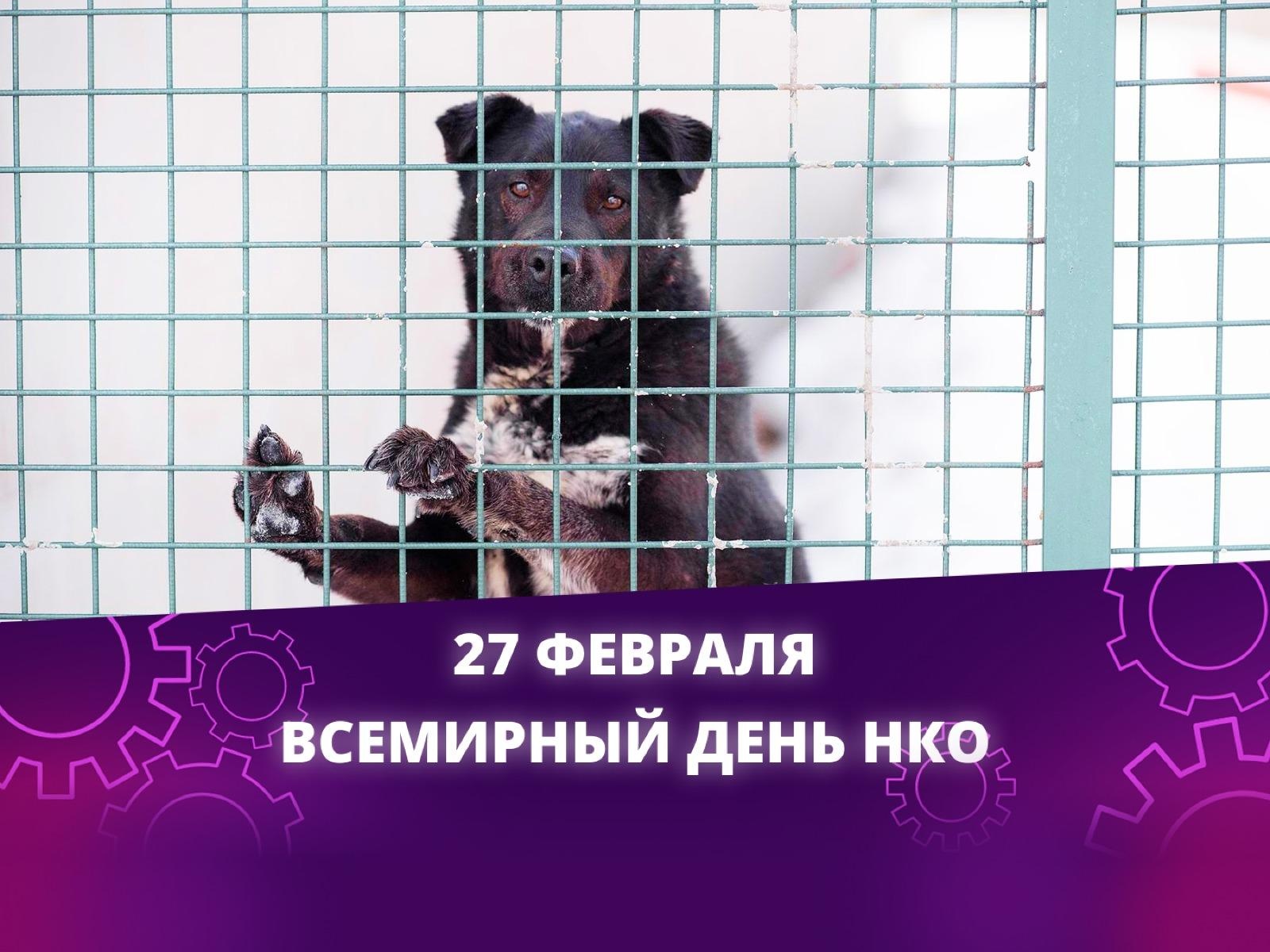 Необходимо оплатить аренду участка для содержания бездомных животных!