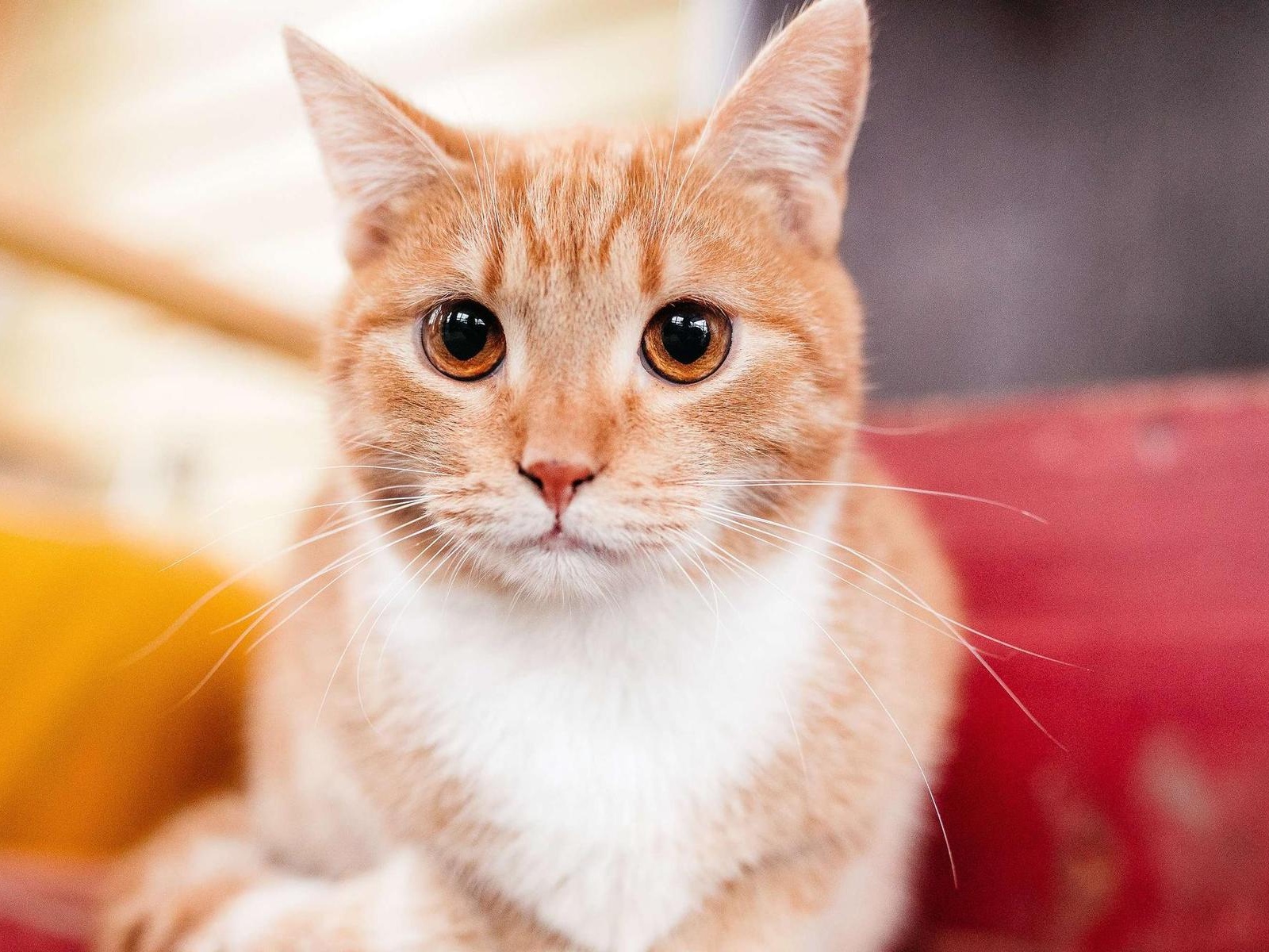 Коту Тео необходимо лечение!