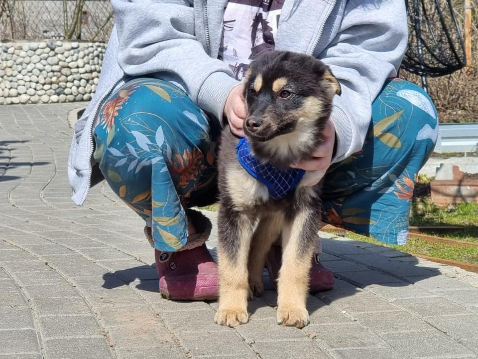 Бездомным щенкам Емельяне и Юле необходим специализированный корм